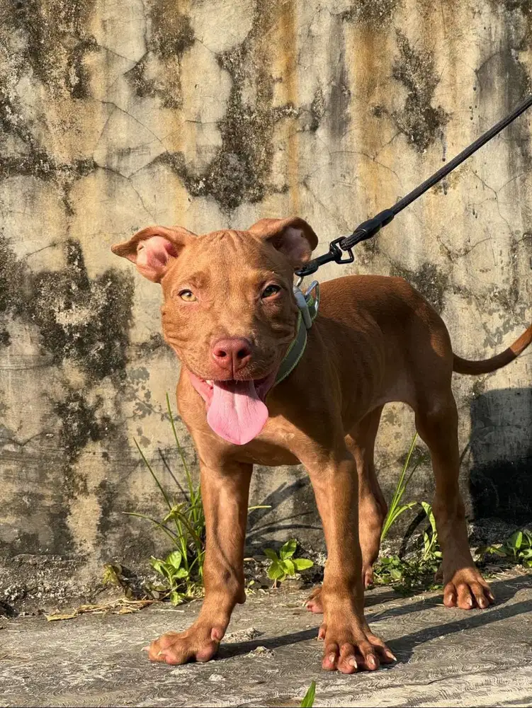 Anjing Pitbull Jantan Usia 3,5 Bulan