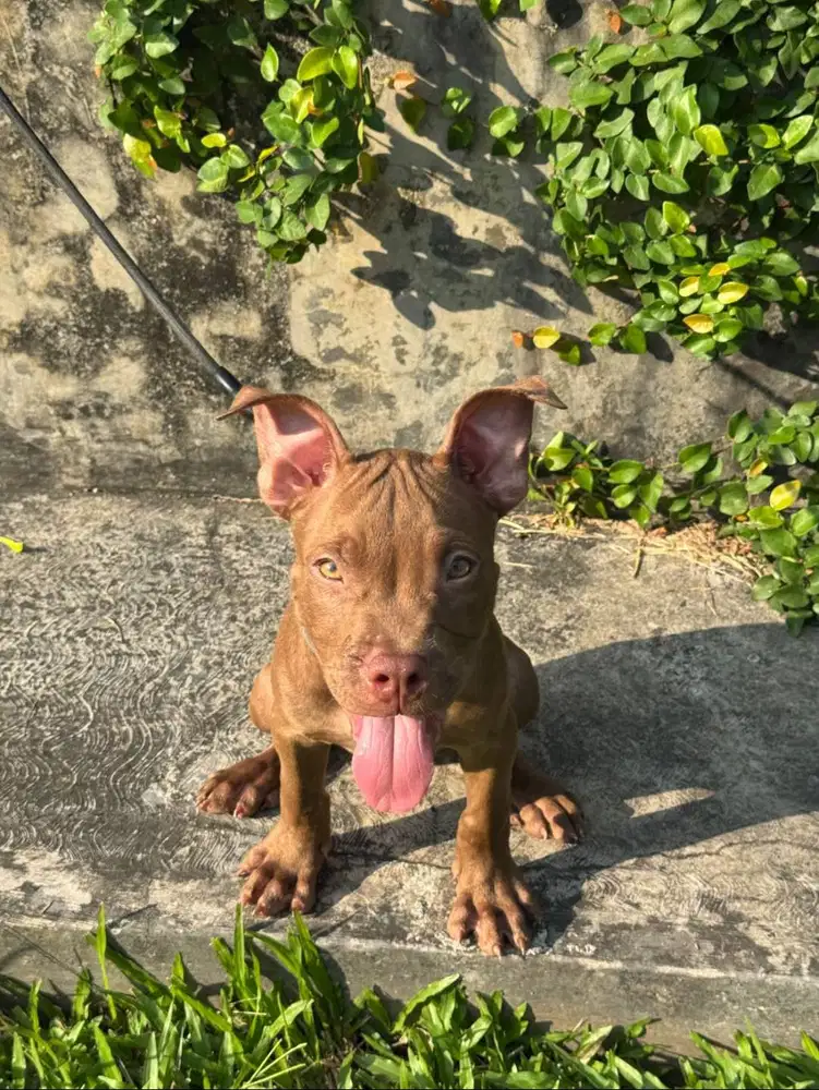 Anjing Pitbull Jantan Usia 3,5 Bulan