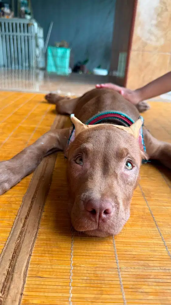Anjing Pitbull Jantan Usia 3,5 Bulan