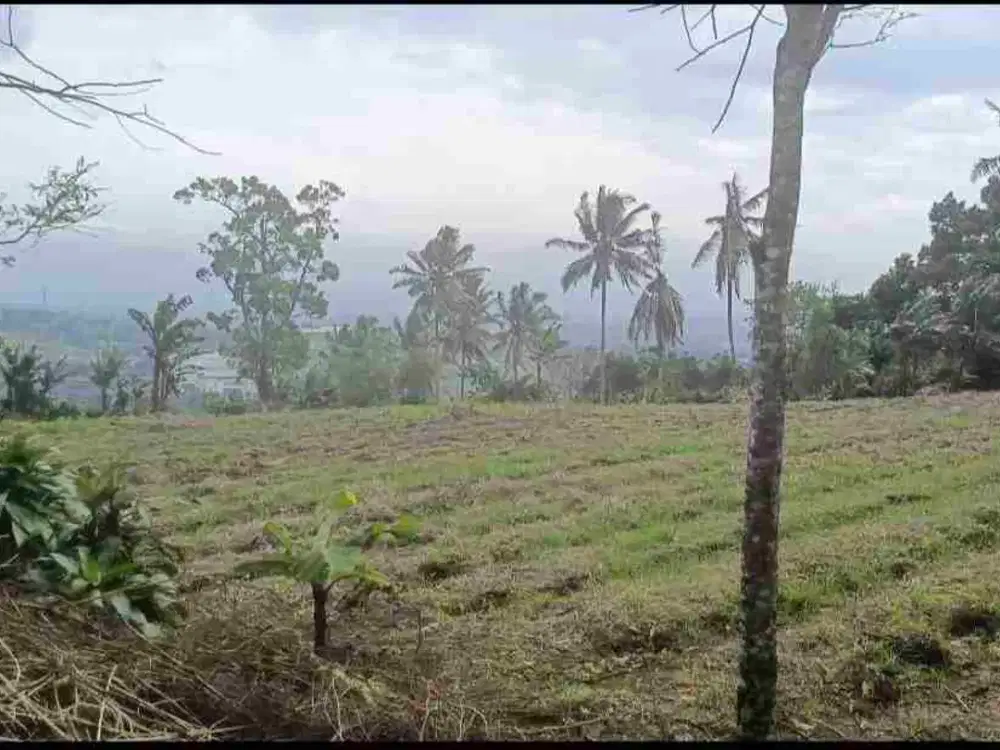 Di jual tanah kebun durian produktip .lokasi sangat strategis pinggir jln propinsi.hanya 15 menit dari ekit tol parung kuda 6 km.lembar muka 250 meter  surat SHM full