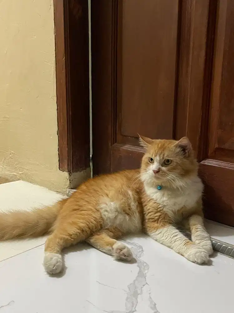 Persia Medium Jantan