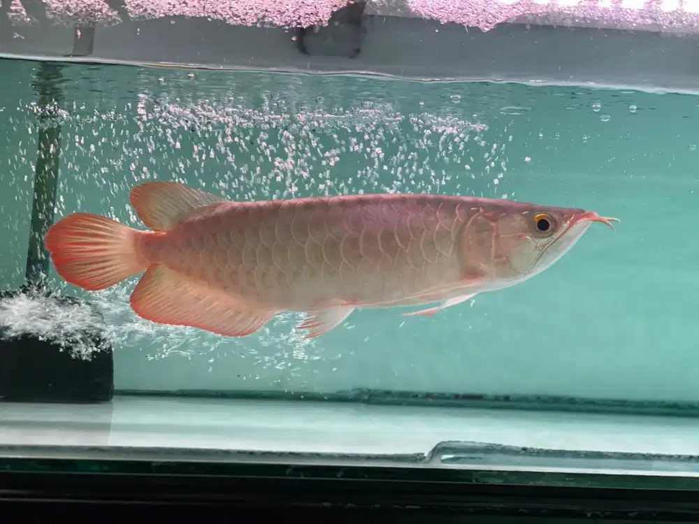 Ikan arwana mantap ukuran 25-28cm sehat
