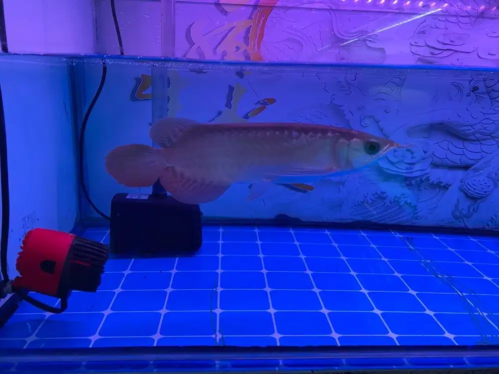 Ikan arwana cakep ekor lebar dayung panjang size 20cm