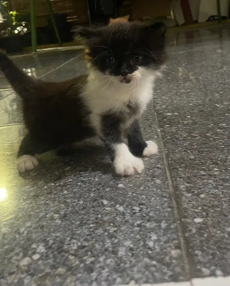 kitten persia medium