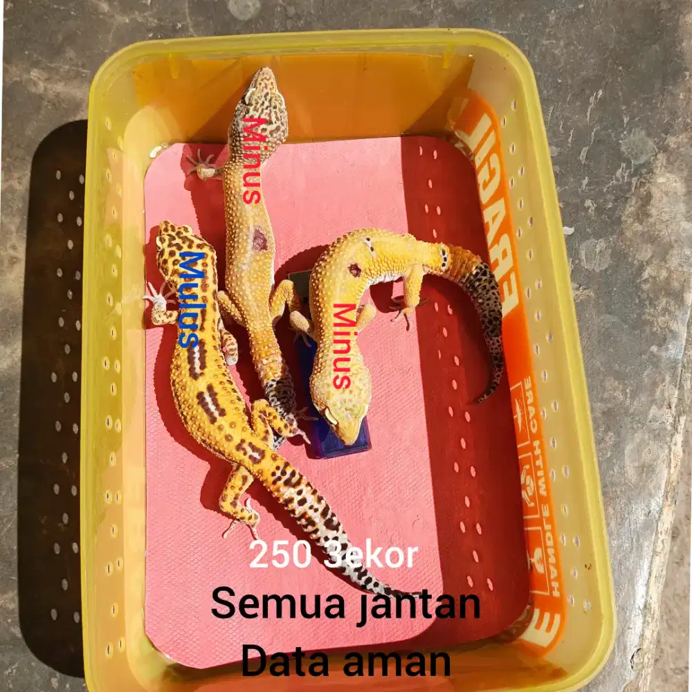 LEOPARD GECKO 3EKOR