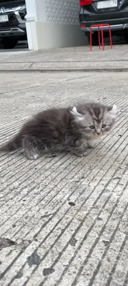 kitten american curl 3 bulan betina