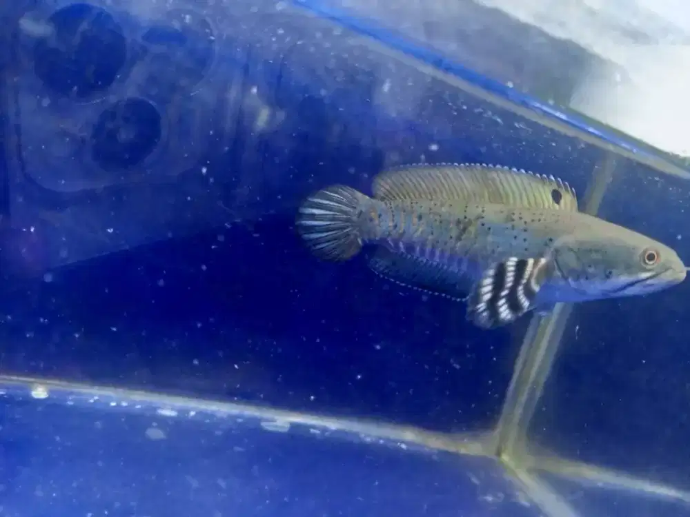 Channa pulchra exotic