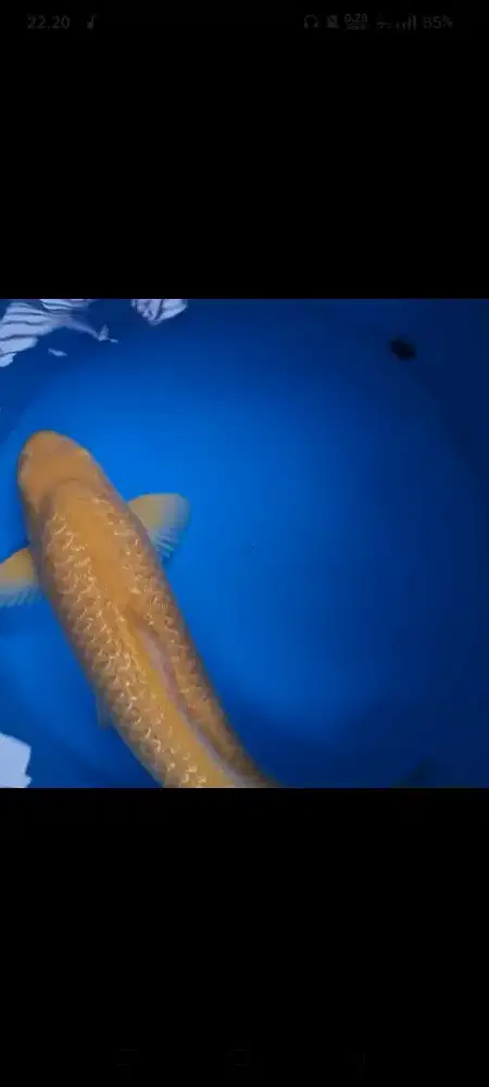 Koi Blitar Karashi Jumbo