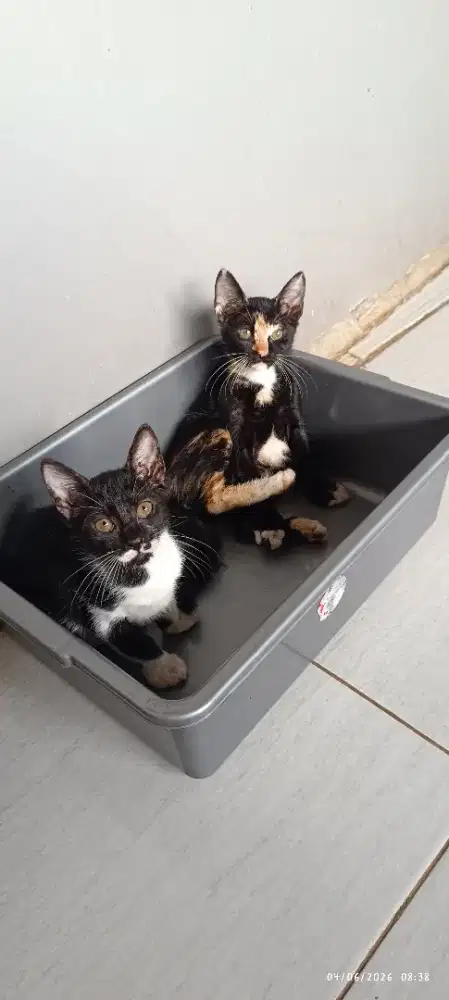 Free gratis adopsi kitten usia 2 bulan