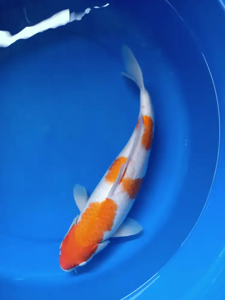 Koi Blitar Kohaku Jumbo