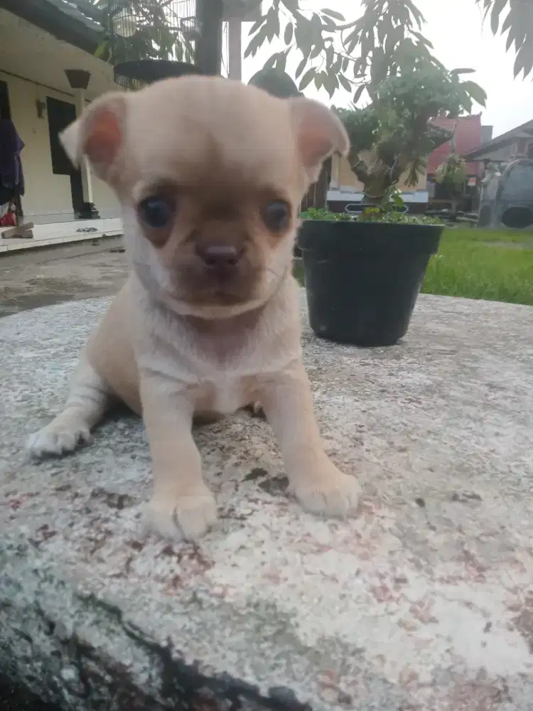 Anjing chihuahua Betina