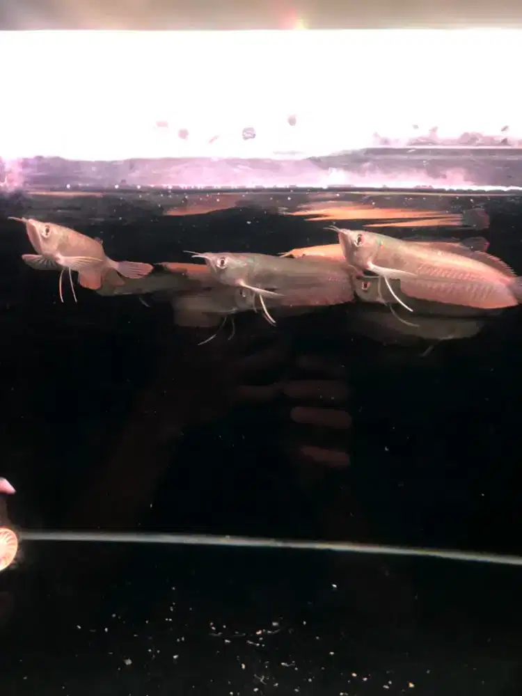 Ikan Arowana silver