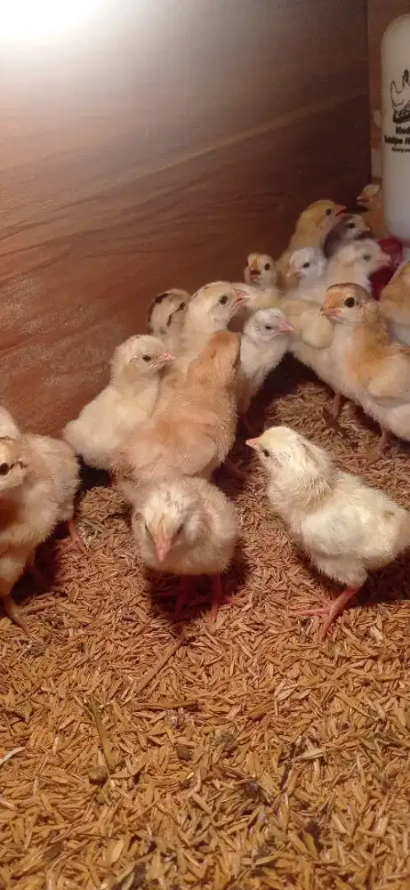 DOC Ayam Elba Petelur