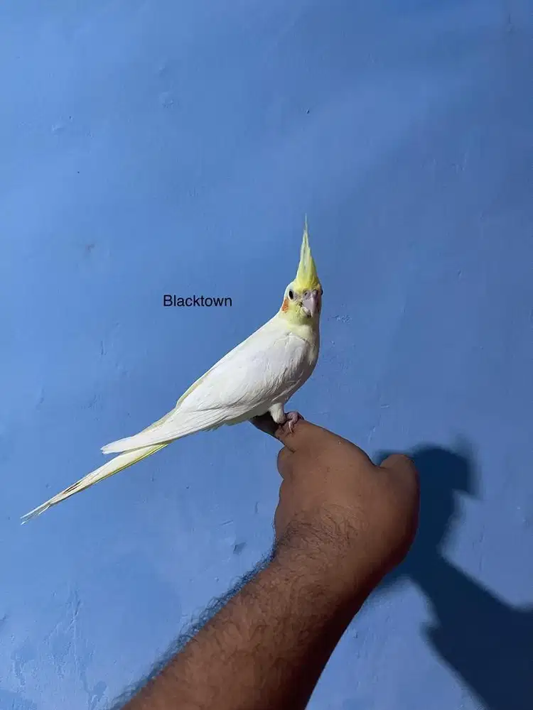 Falk cockatiel parkit australia not conure
