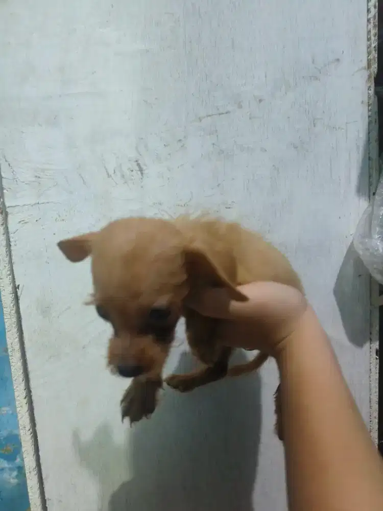 Open adopt anak anjing FREE