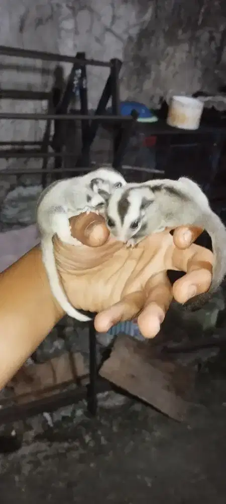 Sugar glider wf dan Moza