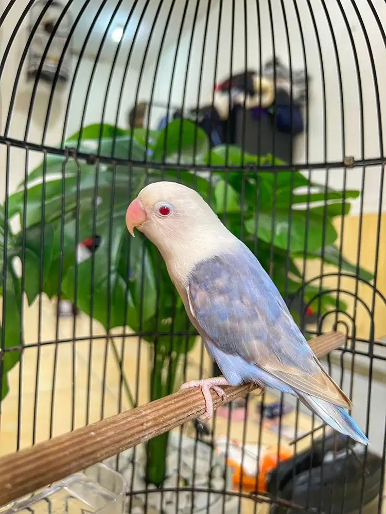 Lovebird PF Vio