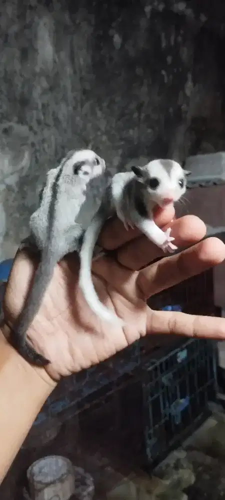 Joey Sugar glider white face dan Moza