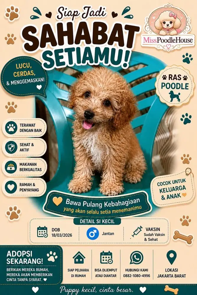 Poodle Jantan Aktif dan Sehat
