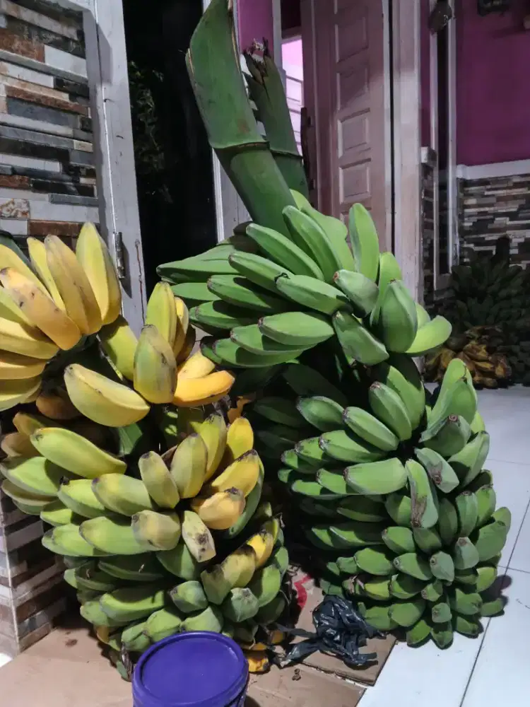 Lowongan kerja pisang keju Amanda