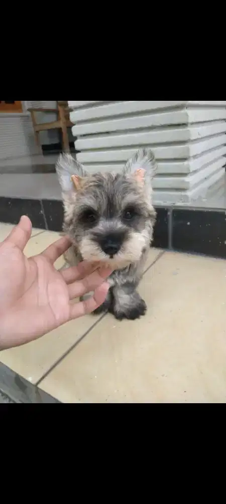Anjing mini schnauzer