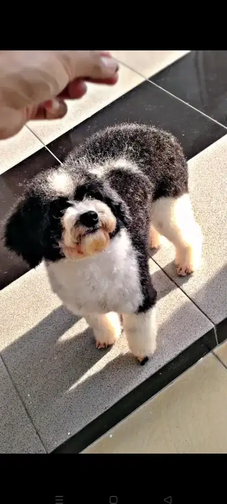 Anjing poodle lucu