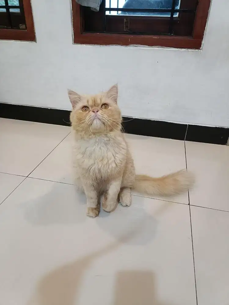 Kucing Peaknose Jantan