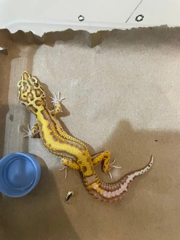 Gecko Jantan Dewasa