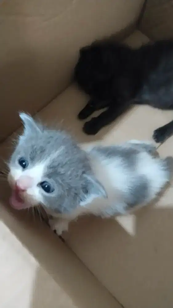 Anak kucing persia