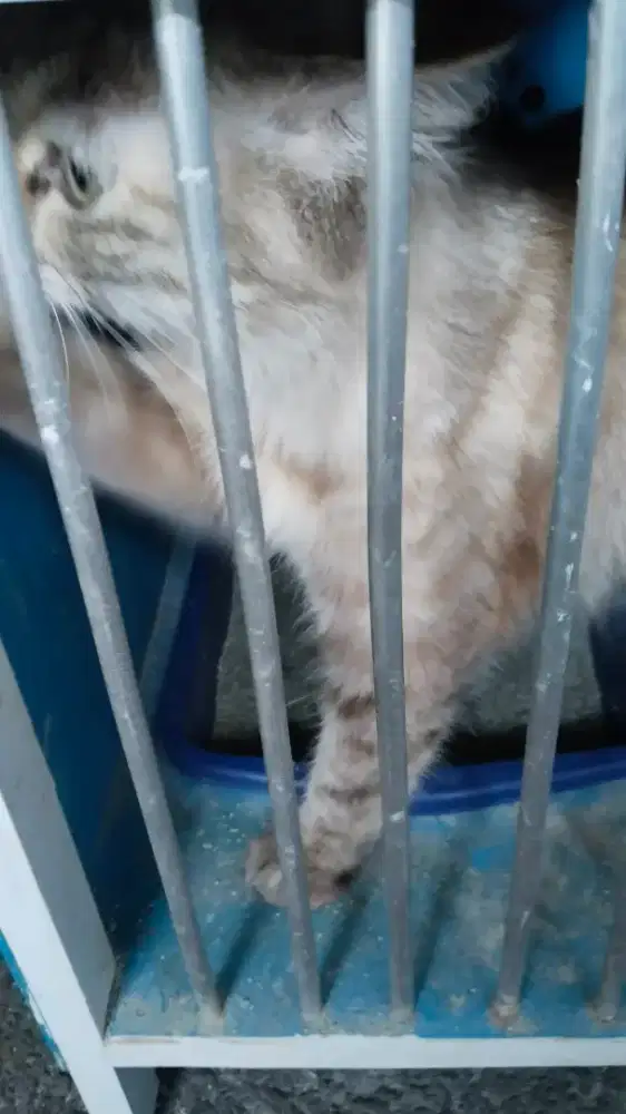 Adopsi Kucing Persia
