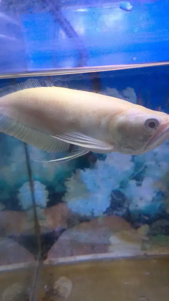 Juwal arwana albino