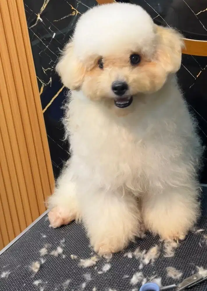 Di jual poodle x bichon