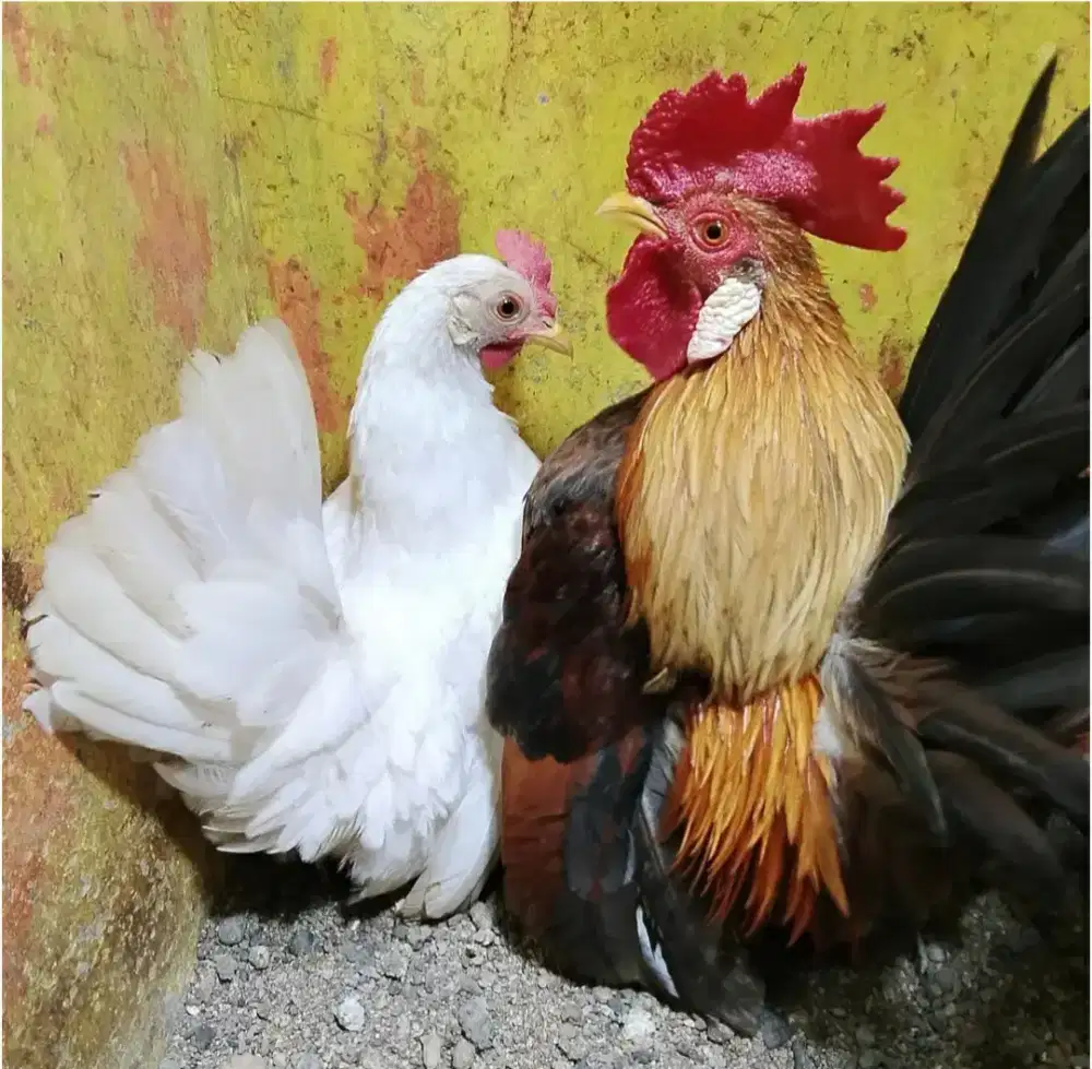 Sepasang ayam kate mini