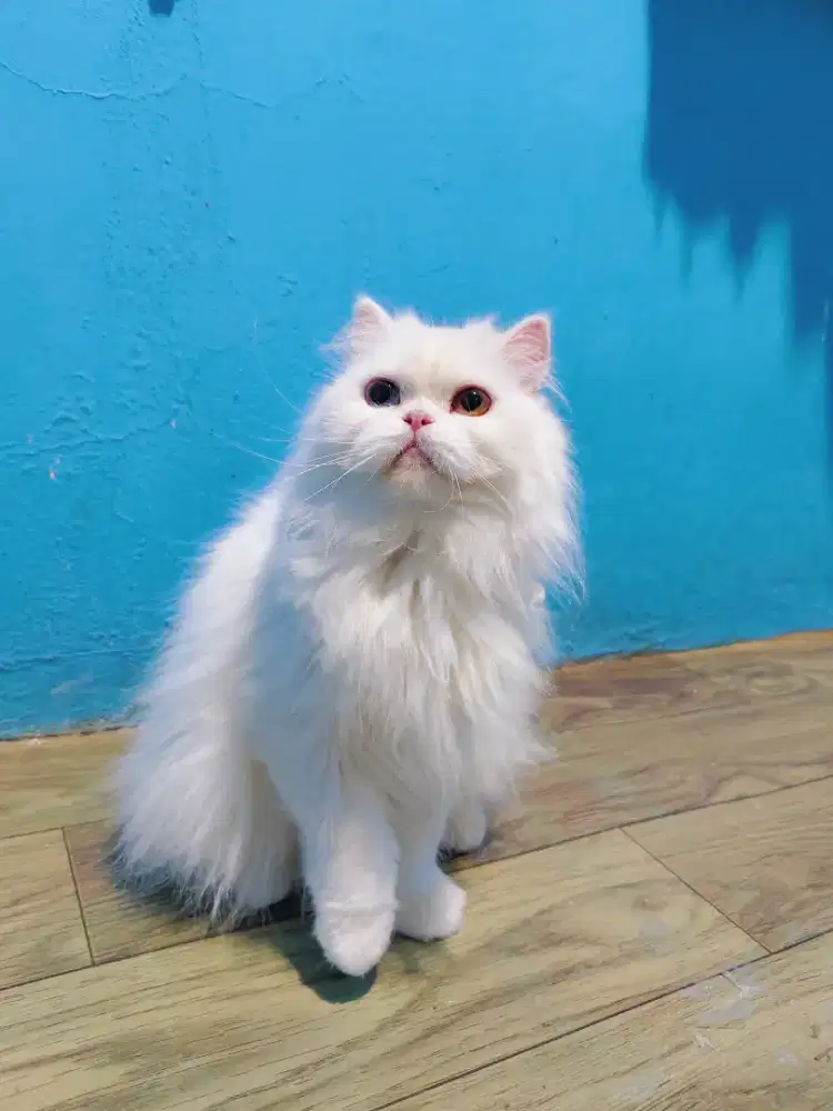 KITTEN PERSIA FLATNOSE LONGHAIR WHITE SOLID ODD EYE
