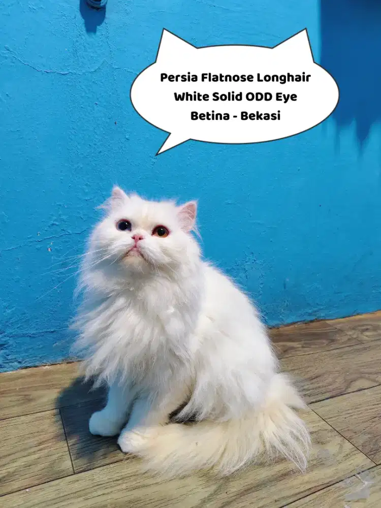 KITTEN PERSIA FLATNOSE LONGHAIR WHITE SOLID ODD EYE