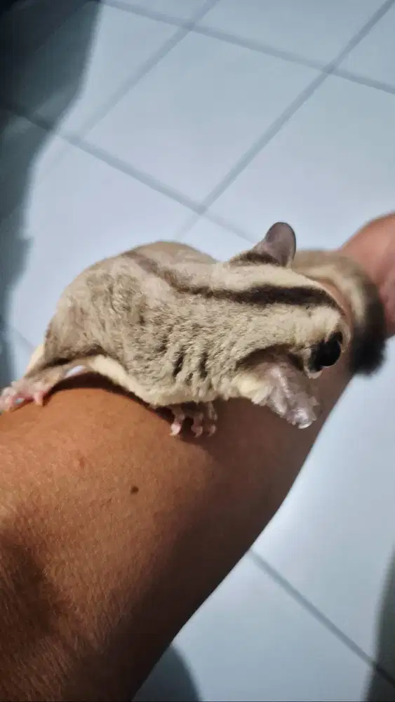 Sugar Glider White Face Indukan