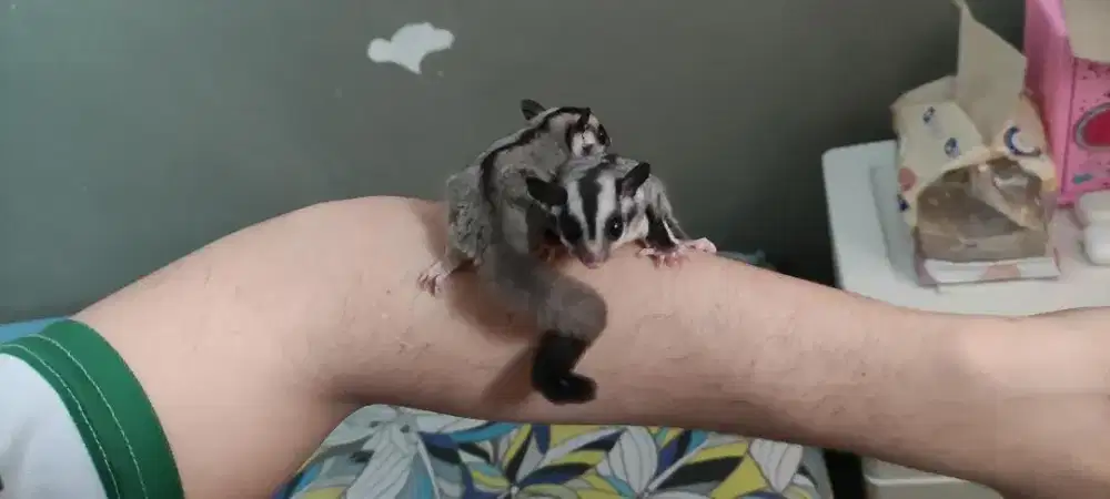 Sugar glider dewasa ( pasangan)