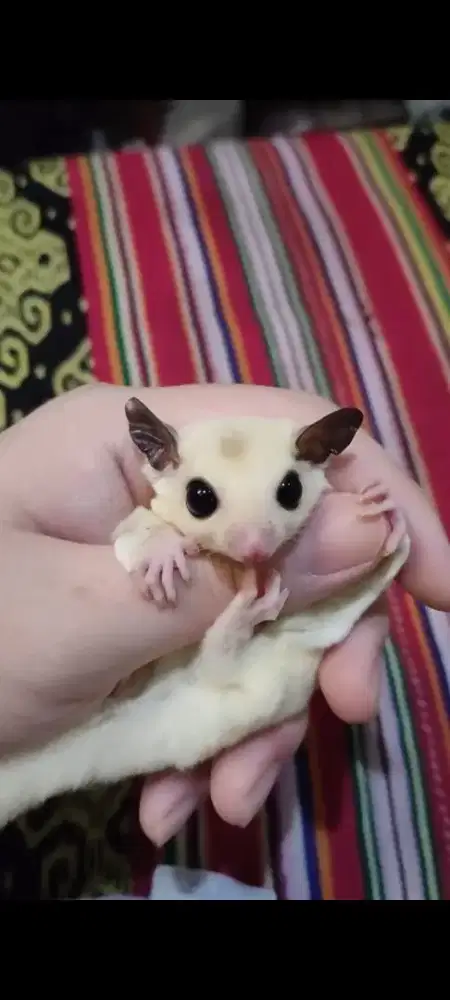 Sugar Glider WM Jantan Joey
