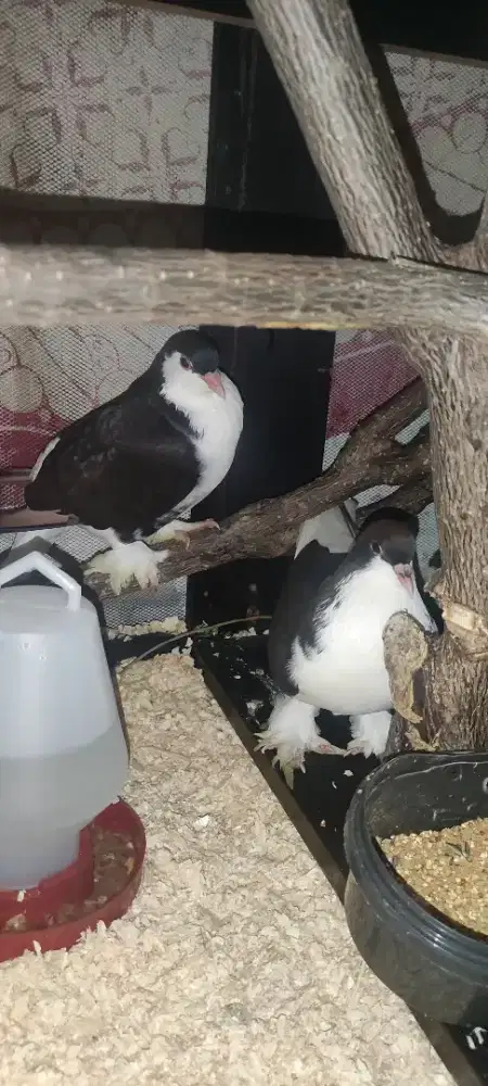Merpati lahore pasangan dewasa (bertelur)