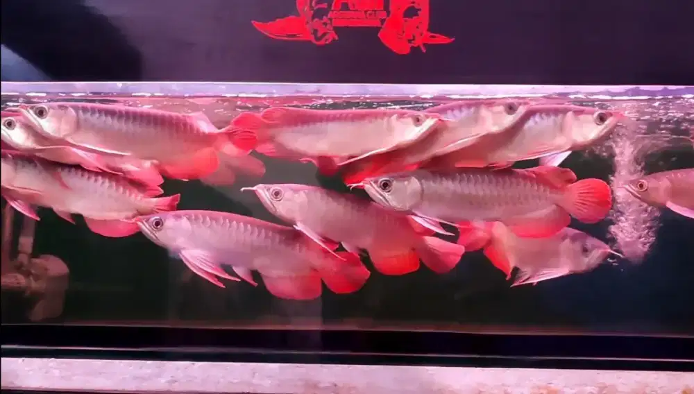 Arwana Super Red 25cm bahan spesial