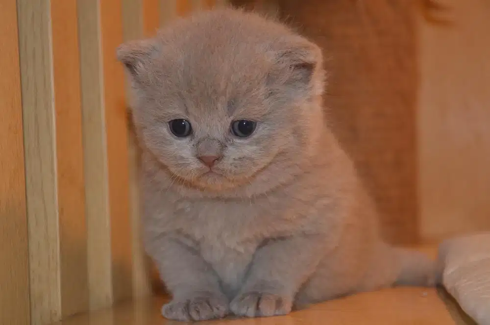 British shorthair pedigree