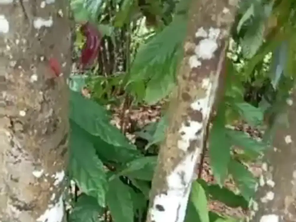 JUAL TANAH KEBUN COKLAT DI SUKABUMI (NEGO)