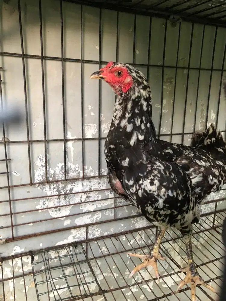Indukan muda ayam kampung