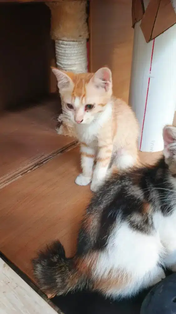 Open adopt kitten 3 bulan Persia mixdom
