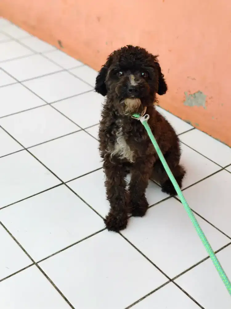 Poodle betina cantik 6 bulan