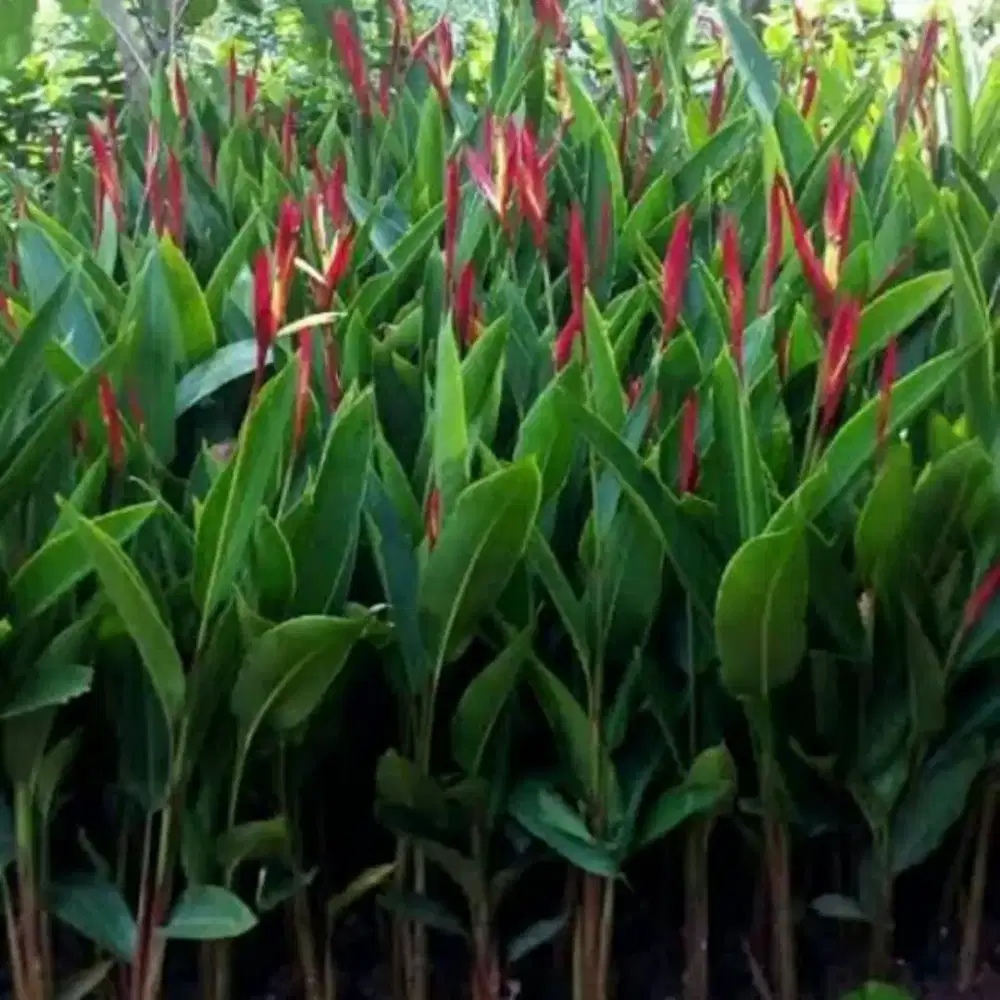Tanaman pisang helikornia