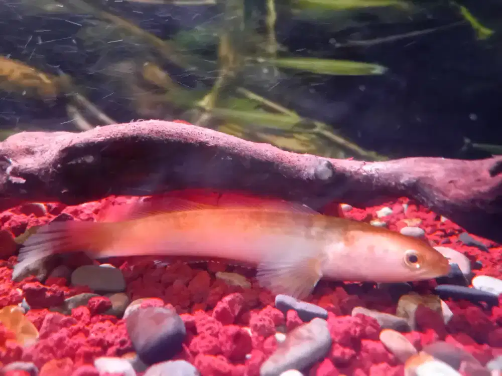 Chana golden pulcrha size 13cm full set aquarium 40x25