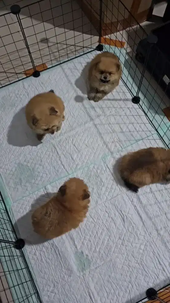 Jual Anak Anjing Minipom Jantan