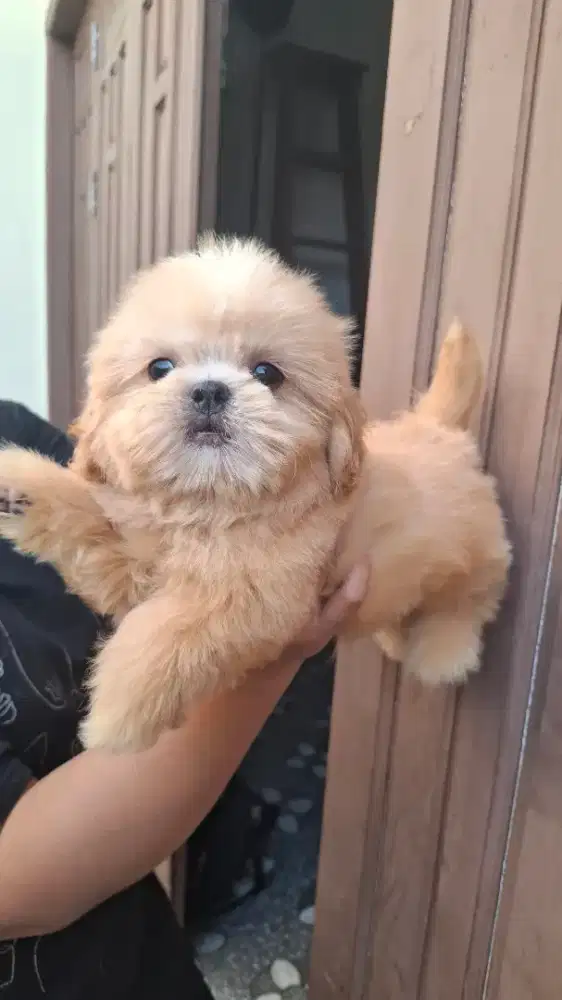 SHIHPOO ( SHIH TZU X POODLE)