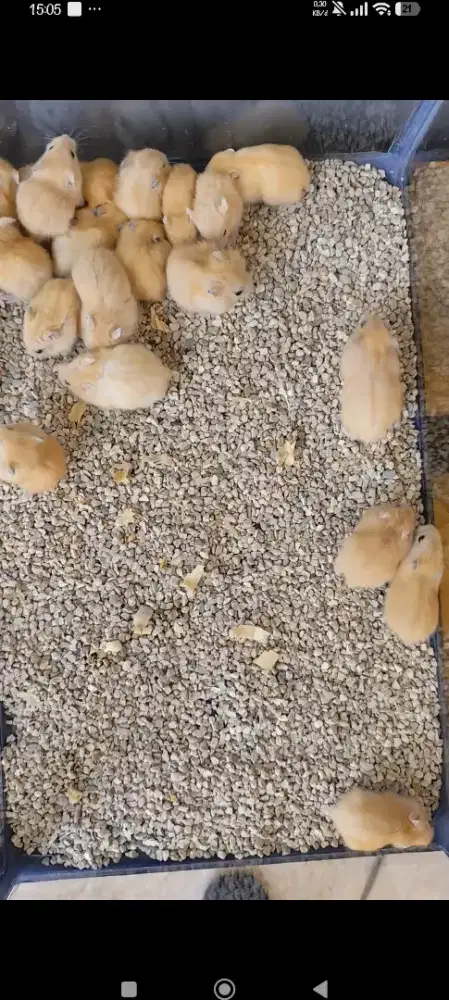 Hamster Nganjuk